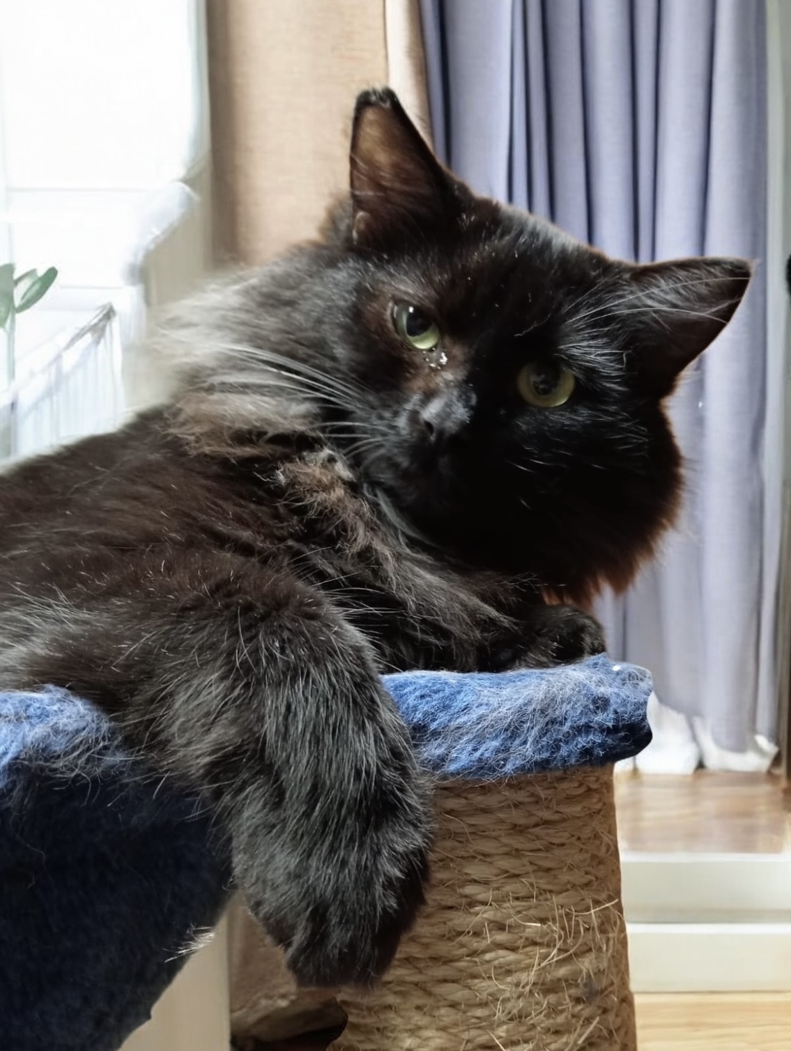 Zatím není vhodná k adopci