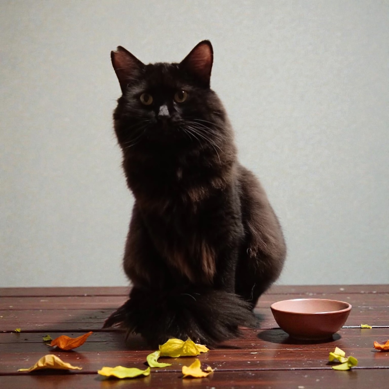 Zatím není vhodný k adopci